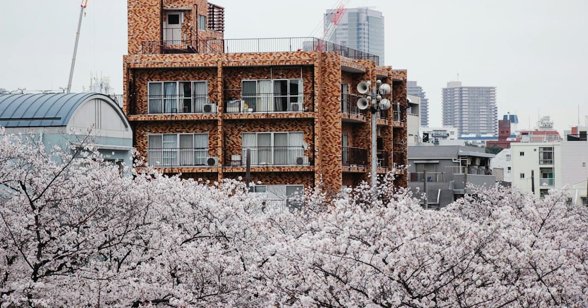 桜並木の奥に建つ築年数の経った集合住宅(イメージ)